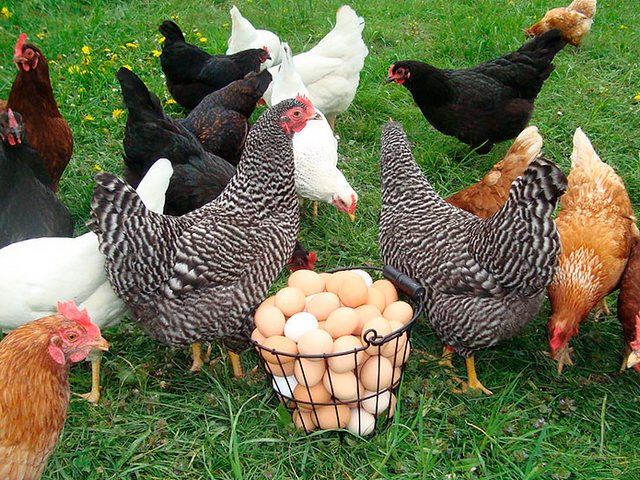 Содержание кур и уход за ними | ЗооТом - продажа, вязка и услуги для животных в Белинском