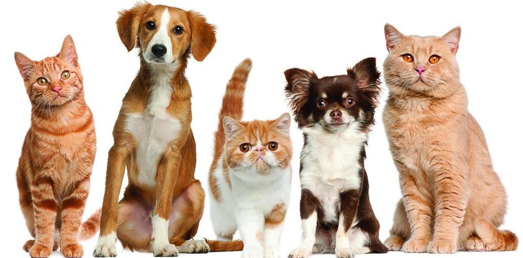 Доска объявлений о животных | ЗооТом - продажа, вязка и услуги для животных в Белинском