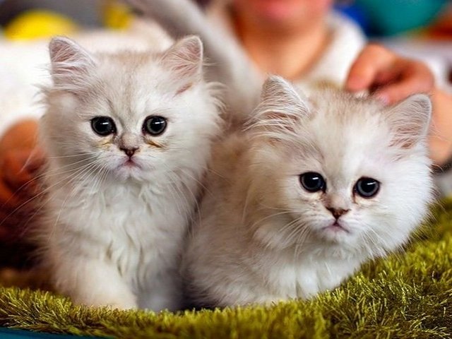 Породы кошек в Белинском | ЗооТом портал о животных