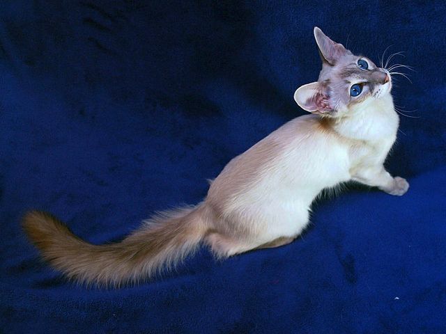 Выведенные породы кошек в Белинском | ЗооТом портал о животных