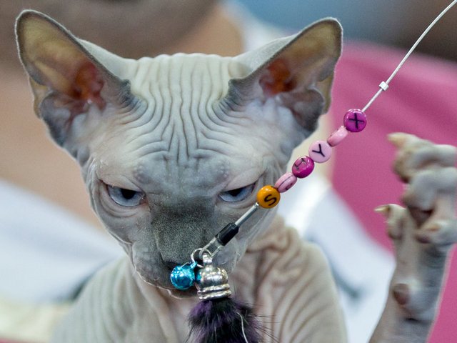 Выставки кошек в Белинском | ЗооТом портал о животных