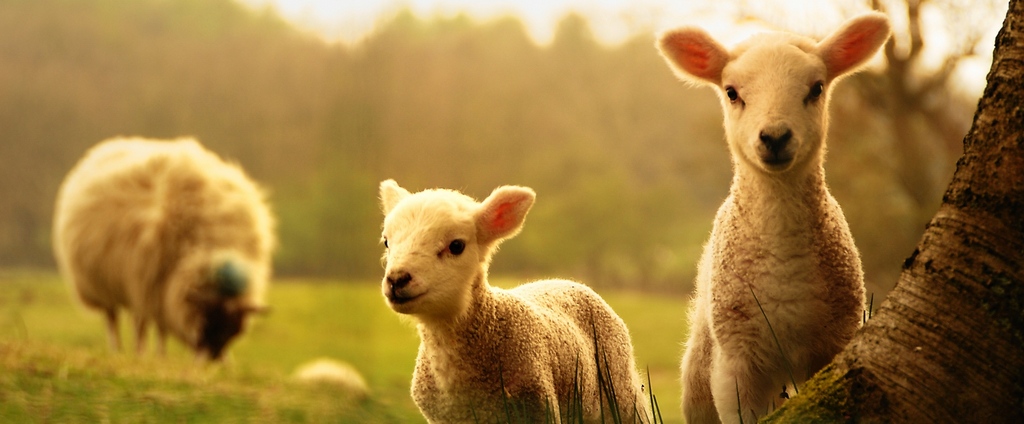 Объявления о сельскохозяйственных животных | ЗооТом - продажа, вязка и услуги для животных в Белинском