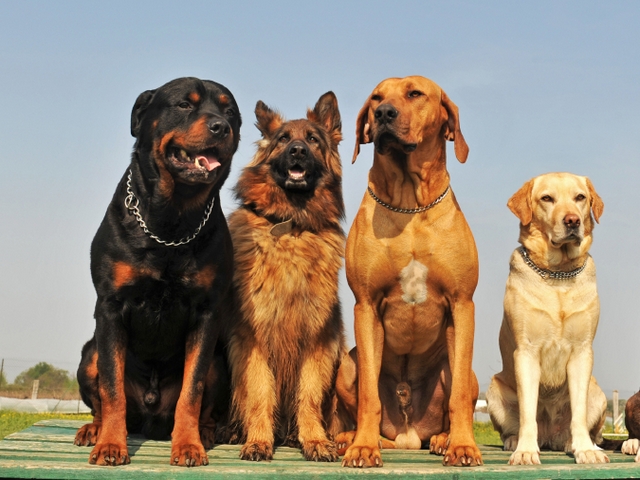 Крупные породы собак в Белинском | ЗооТом портал о животных